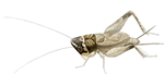 a0331562_17452641.gif
