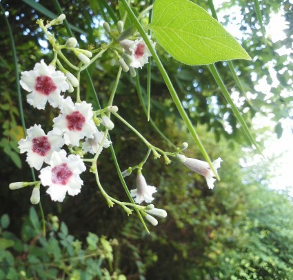 ヘクソカズラも花盛り…_b0368362_11590909.jpg