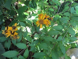 才能の開花と覚醒について、その4_a0053480_07391870.jpg