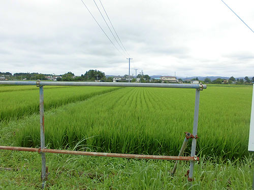 d0247484_1150810.jpg