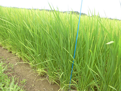 8月10日の田んぼ(緑ヶ丘小・北郷小)_d0247484_15405022.jpg