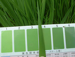 8月10日の田んぼ(緑ヶ丘小・北郷小)_d0247484_15443638.jpg