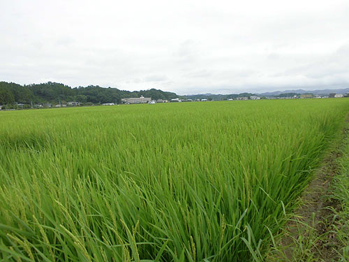 8月10日の田んぼ(緑ヶ丘小・北郷小)_d0247484_1550059.jpg