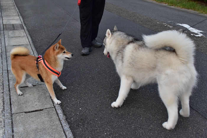 いつもの、久しぶりの、はじめての(^o^)_c0049299_20470230.jpg