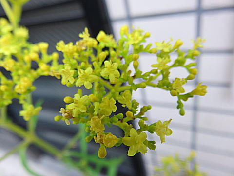 d0046702_07243575.jpg