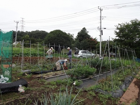 8/13(日)　第二　トマト棚の片付け、人参畝除草/防虫ネットかけ_e0270403_12371317.jpg