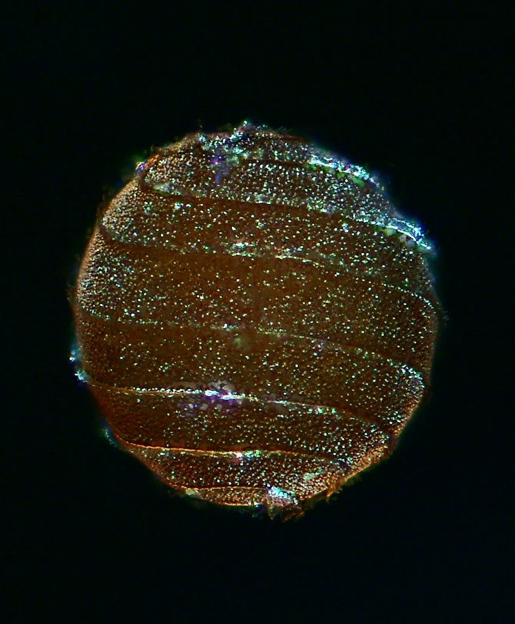 a0108105_19455267.jpg