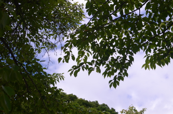 【動画アリ】八幡平アスピーテラインに行ってみた【くまフレ】_c0336907_21432591.jpg