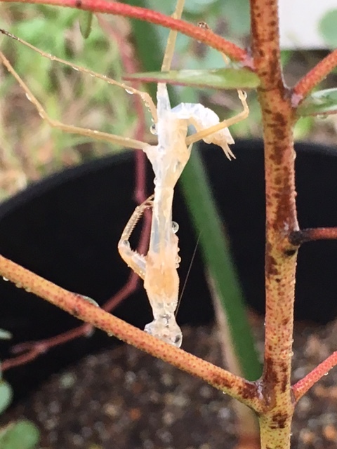 「カマキリの脱皮」_a0120513_18371874.jpg