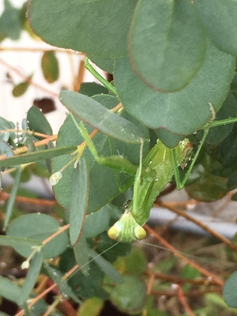 「カマキリの脱皮」_a0120513_18473599.jpg
