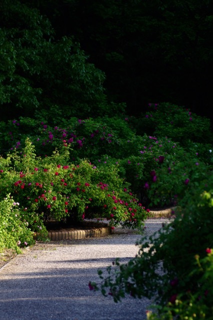 夕暮れ時の薔薇園_c0224013_23012716.jpg