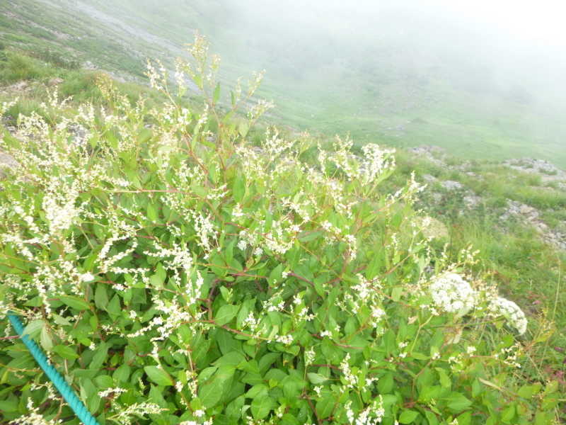 d0170615_12480201.jpg