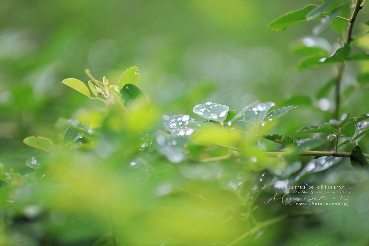 まゝに/雨の散策_d0342426_02260431.jpg