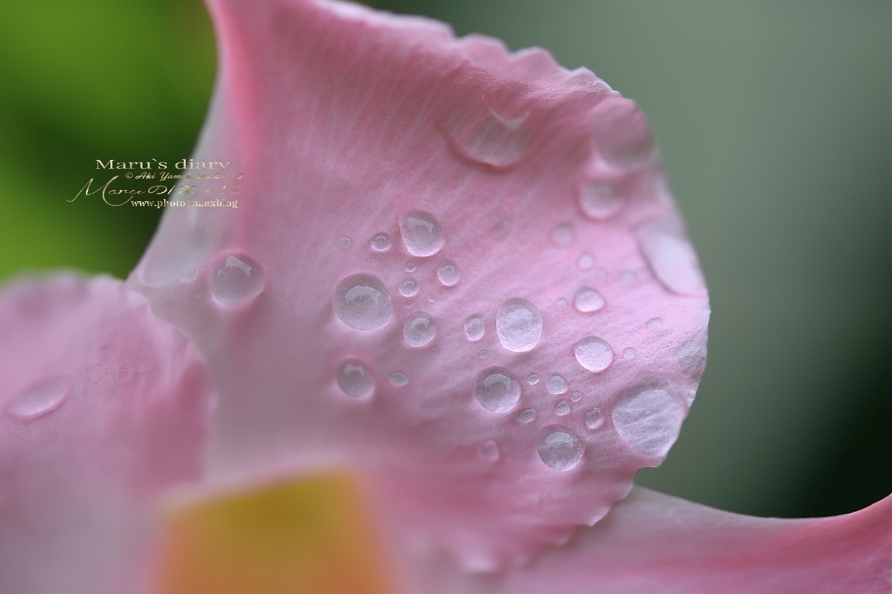 まゝに/雨の散策_d0342426_02261060.jpg