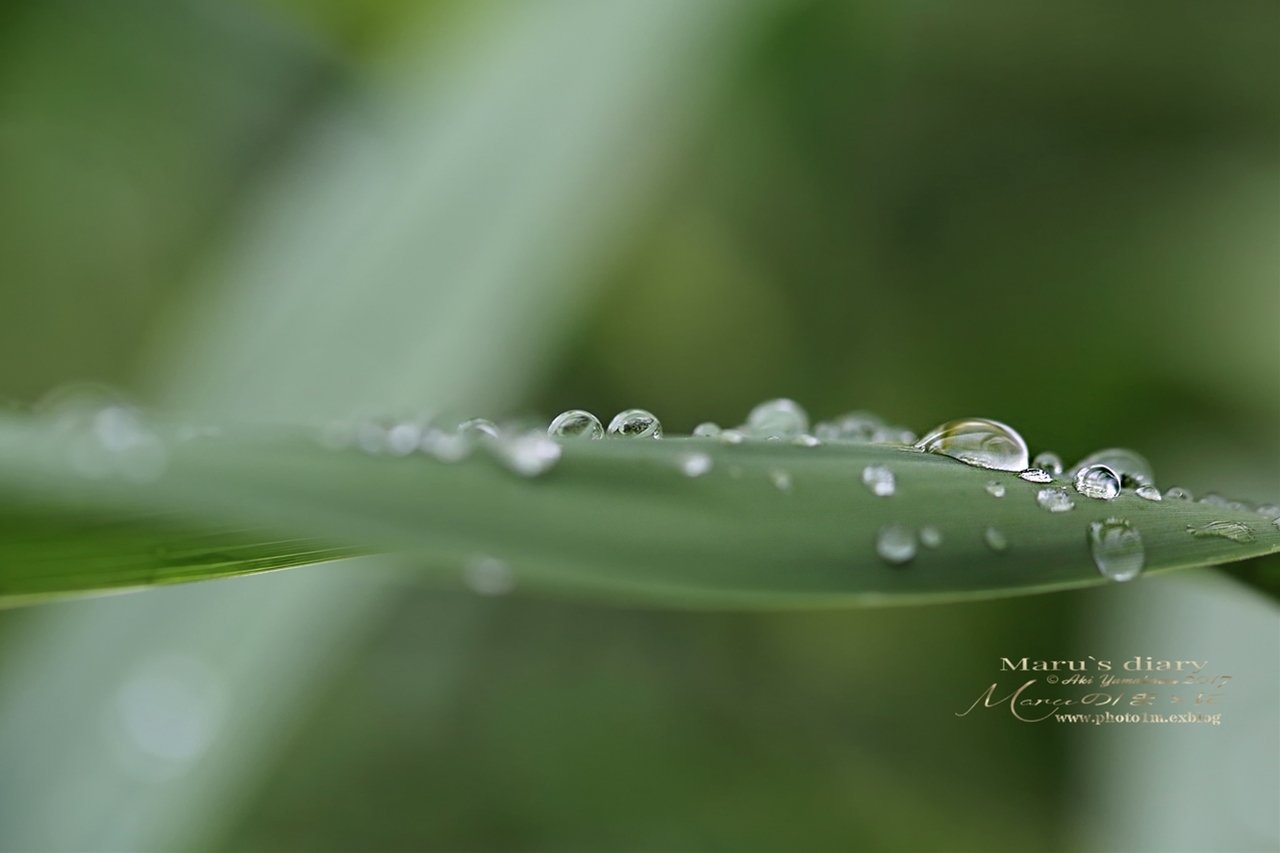 まゝに/雨の散策_d0342426_02263699.jpg