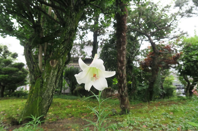 綺麗なユリと雨の一日_f0076731_20340041.jpg