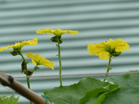 ヘチマの花/雨の日の楽しみ方_a0123836_15322464.jpg