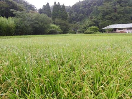 ヘチマの花/雨の日の楽しみ方_a0123836_16140295.jpg