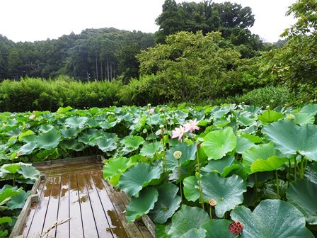 ヘチマの花/雨の日の楽しみ方_a0123836_16143475.jpg