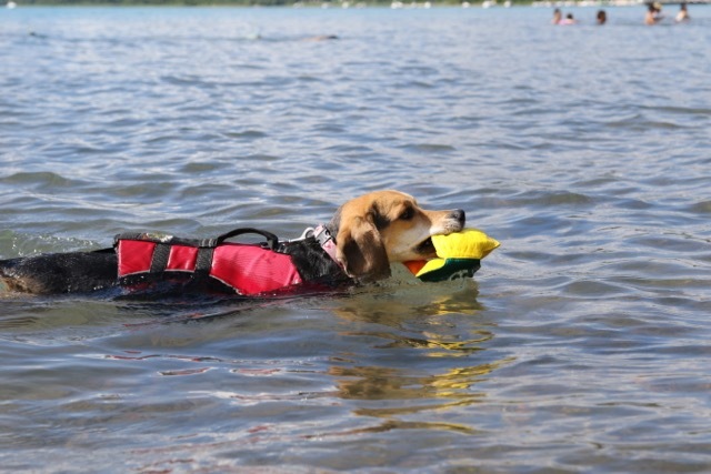 田沢湖キャンプ場でガッキー家と遊んだよ お転婆コーギー犬とeos Kiss Dでのお散歩フォト