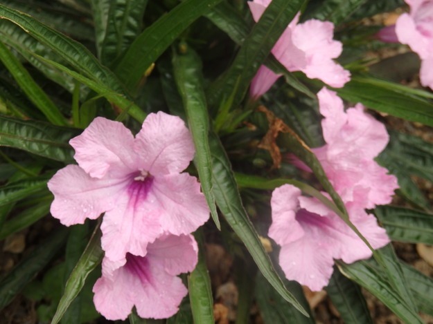 a0054240_2213990.jpg