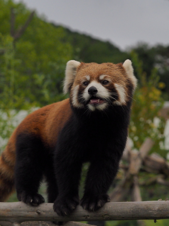 8月は夜の動物園 1_a0149740_17464869.jpg