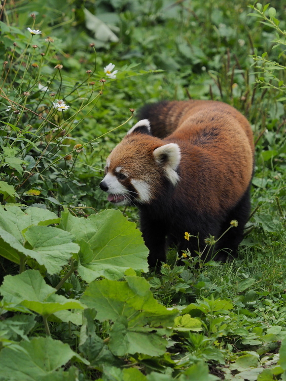 8月は夜の動物園 1_a0149740_17471983.jpg