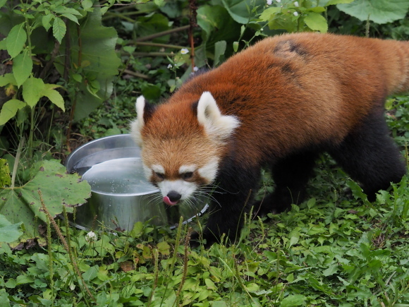 8月は夜の動物園 1_a0149740_17492126.jpg