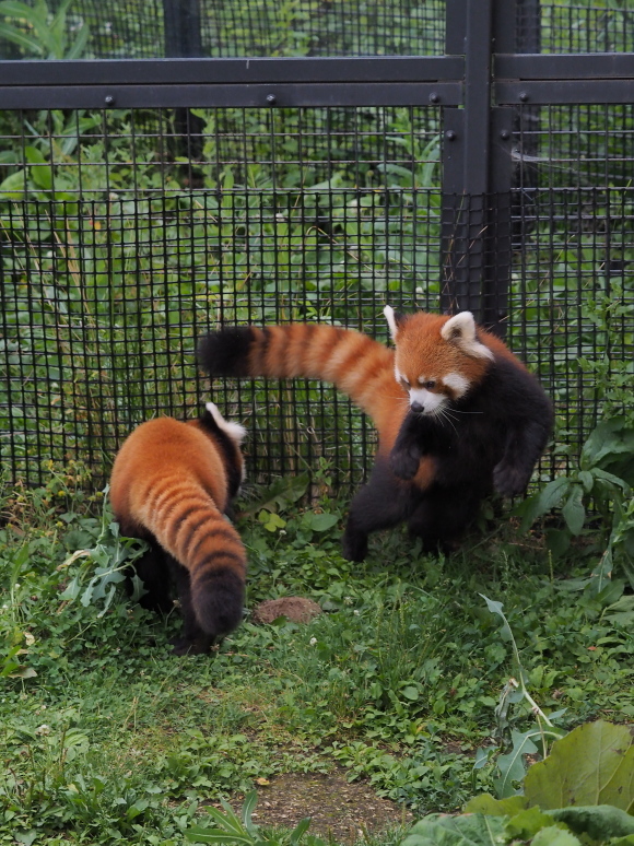 8月は夜の動物園 1_a0149740_17500953.jpg