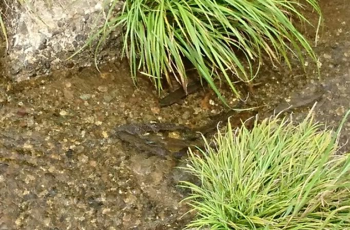 魚つかみどり_f0081443_22275003.jpg