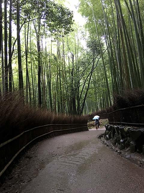 竹林　　ー京都・嵐山ー_b0031558_23531556.jpg