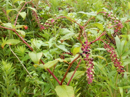 f0060461_10513593.jpg