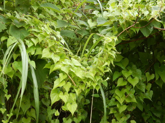 f0060461_10562053.jpg