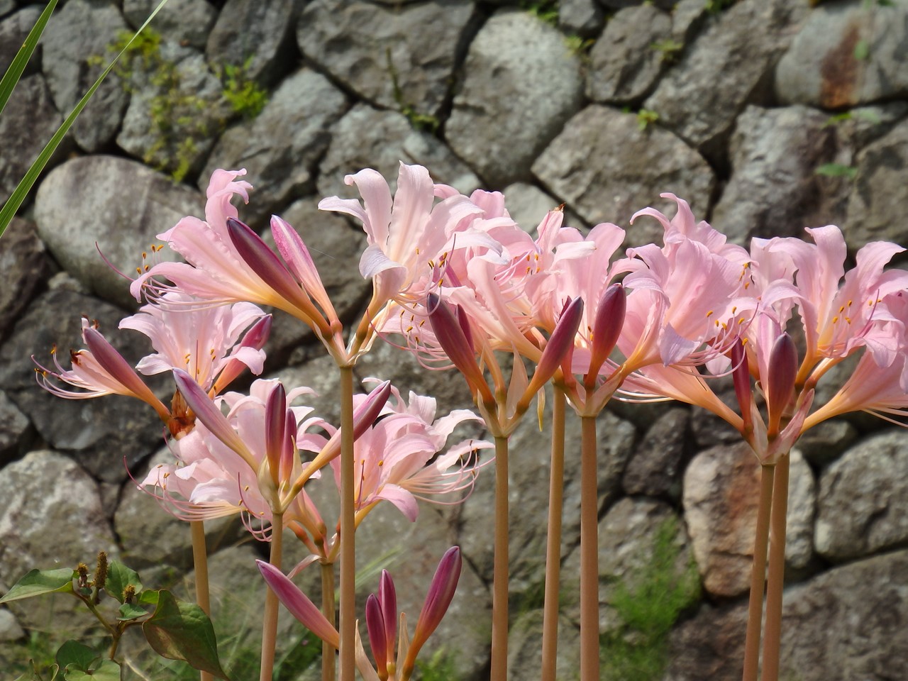 『夏水仙(ナツズイセン)や臭木(クサギ)の花の咲く川沿いの道～』_d0054276_20205839.jpg