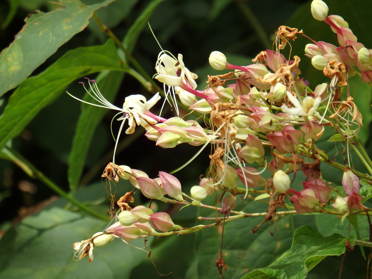 『夏水仙(ナツズイセン)や臭木(クサギ)の花の咲く川沿いの道～』_d0054276_20231410.jpg