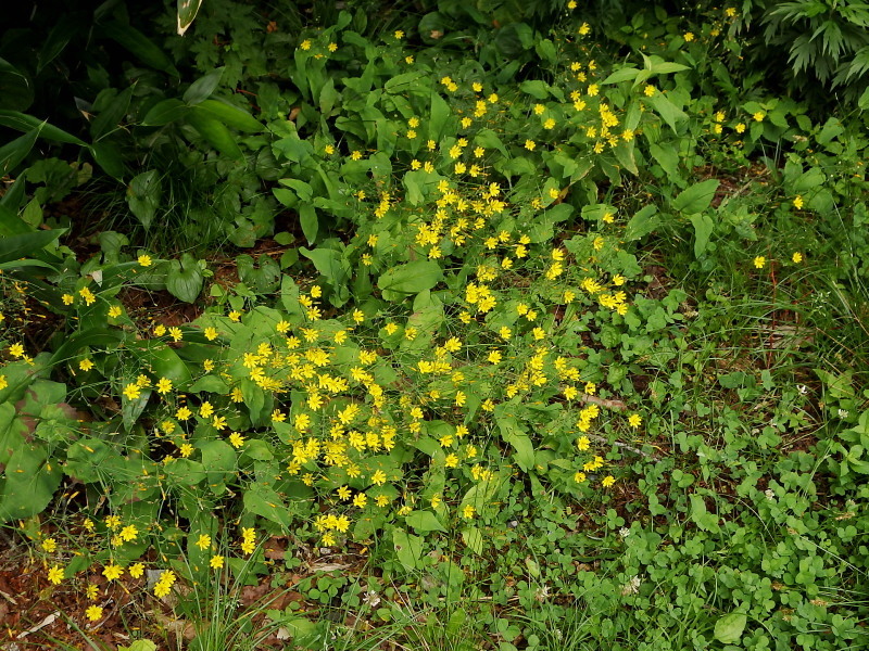 f0372177_21495036.jpg
