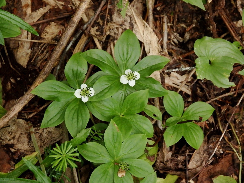 f0372177_21502001.jpg