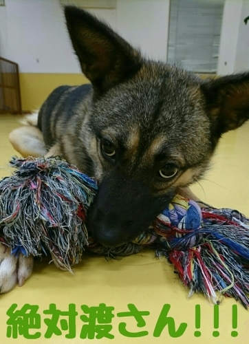 おもちゃ〜U。・ェ・。U_f0357682_00042004.jpg