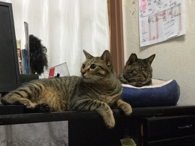 【お預かり猫】へミング家の三匹_a0170297_16330648.jpg