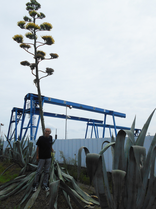 十年かけて開花のリュウゼツラン（稲沢市俯島町にて）_d0095910_05485987.jpg