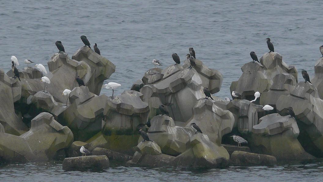 離岸堤の鳥たち　No.4_d0039021_18351551.jpg