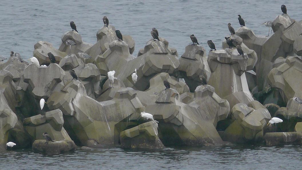 離岸堤の鳥たち　No.4_d0039021_18352833.jpg