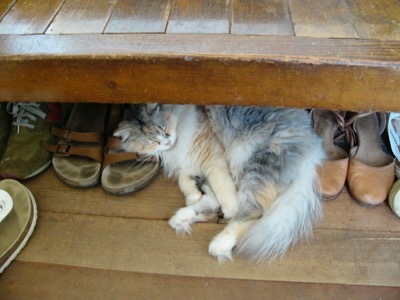 愛猫リサが旅立ちました_a0284626_01201507.jpg