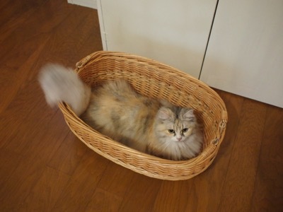 愛猫リサが旅立ちました_a0284626_01201670.jpg