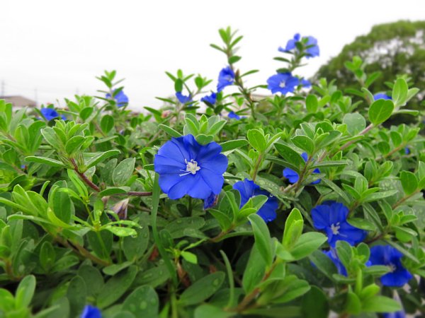 17年8月19日 アメリカンブルーの花を楽しむ 今日の風に吹かれましょう 17年8月19日 アメリカンブルーの花を楽しむ 今日の風に吹かれましょう