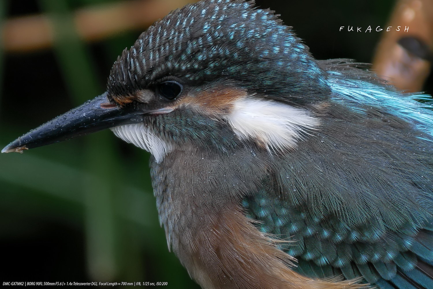 巣立ち4日目のカワセミ_d0292540_20152876.jpg