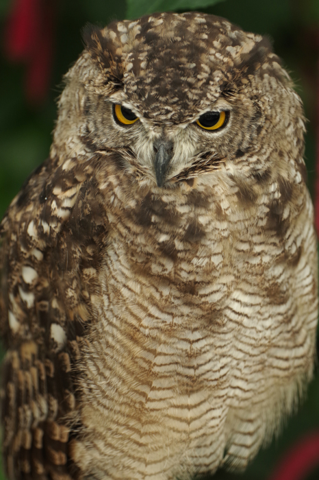 掛川花鳥園の鳥たちvol.1 : 還暦からのネイチャーフォト