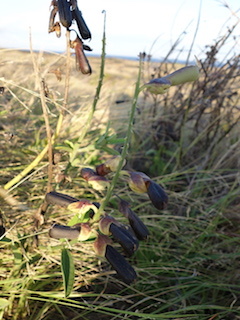 e0138350_20102385.jpg