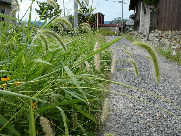 　　里山の風景_b0093754_224786.jpg
