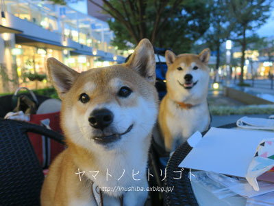 柴犬誘って夜更かしナイト♪【動画あり】_a0286855_06050904.jpg